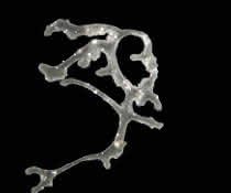 Lichtmikroskopische Aufnahme von Polyplacotoma mediterranea Lichtmikroskopische Aufnahme von Polyplacotoma mediterranea