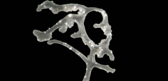 Lichtmikroskopische Aufnahme von Polyplacotoma mediterranea Lichtmikroskopische Aufnahme von Polyplacotoma mediterranea