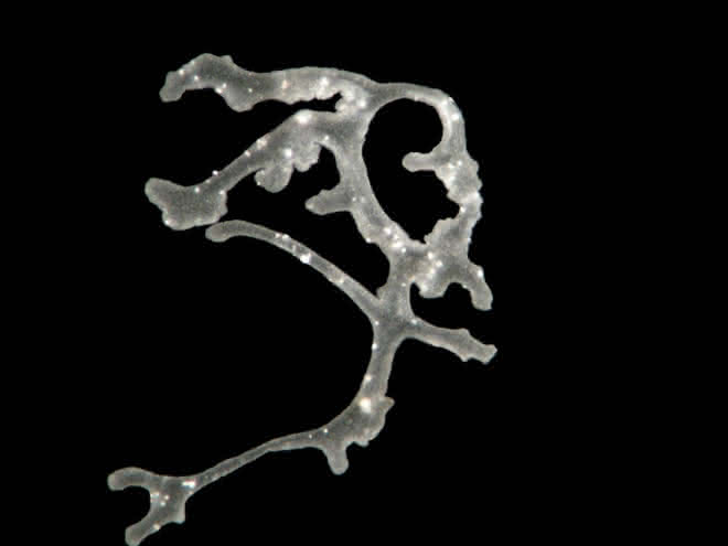 Lichtmikroskopische Aufnahme von Polyplacotoma mediterranea Lichtmikroskopische Aufnahme von Polyplacotoma mediterranea
