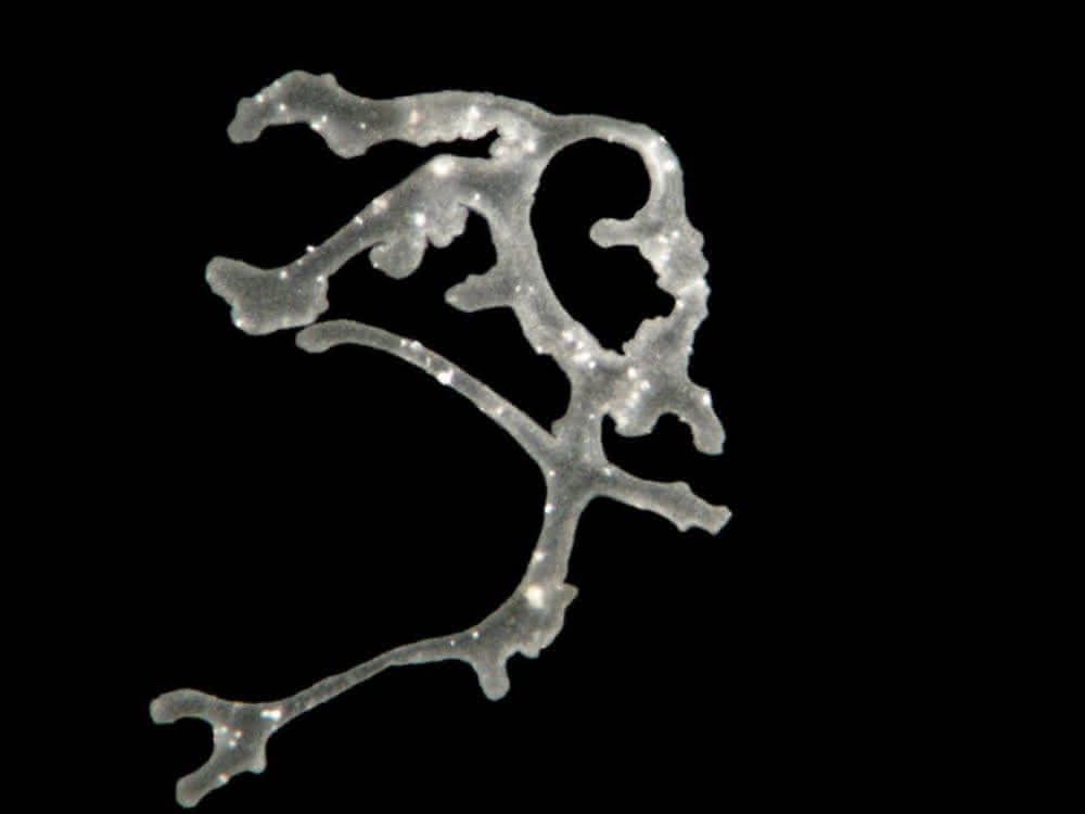 Lichtmikroskopische Aufnahme von Polyplacotoma mediterranea