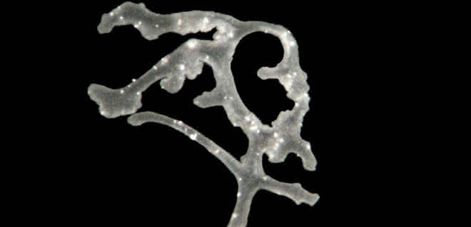 Lichtmikroskopische Aufnahme von Polyplacotoma mediterranea