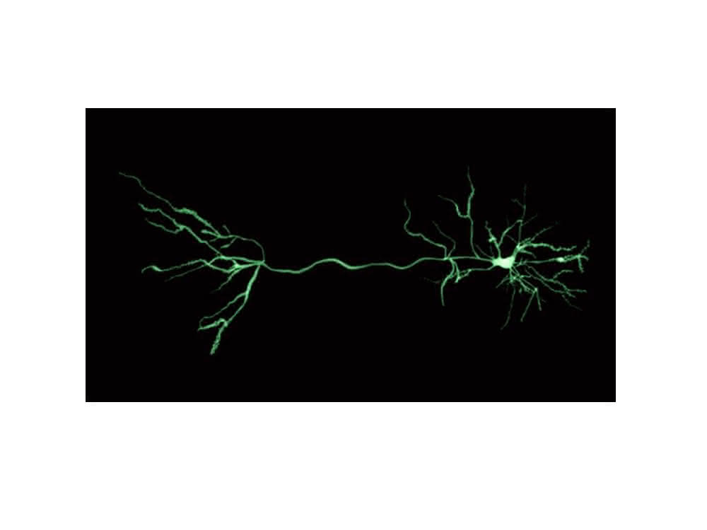 Computergestützte Neurowissenschaften: Methode für die Analyse von Nervenzellreaktionen
