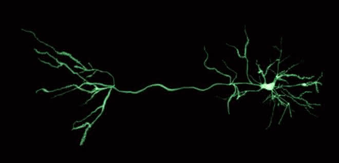 Computergestützte Neurowissenschaften: Methode für die Analyse von Nervenzellreaktionen Computergestützte Neurowissenschaften: Methode für die Analyse von Nervenzellreaktionen