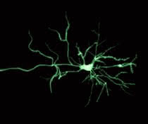 Computergestützte Neurowissenschaften: Methode für die Analyse von Nervenzellreaktionen