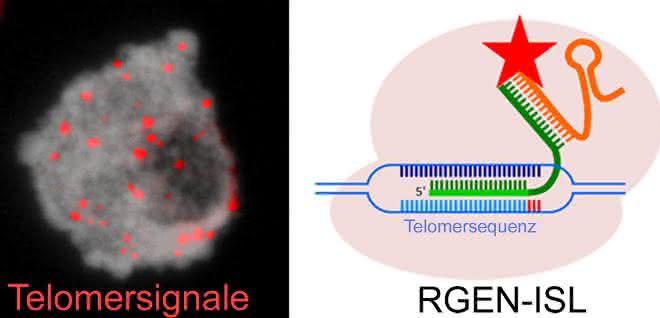 Zellkern der Fleckbohne mit Telomer-spezifischen Signalen (in rot), welche mit Hilfe der CRISPR/Cas9-basierten REGN-ISL Methode detektiert wurden.