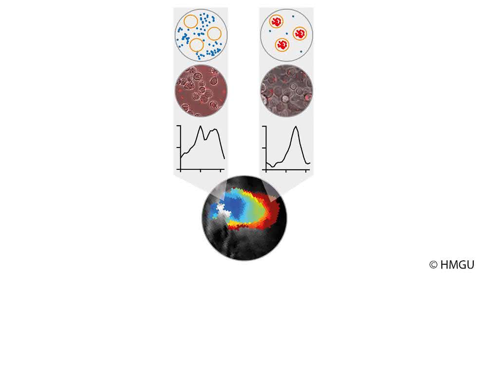 Veränderung des optoakustischen Signals phototropher Bakterien durch Aufnahme von Makrophagen (außen blau, in den Makrophagen rot) schematisch (oben), mikroskopisch (2. Reihe) und via MSOT (unten).