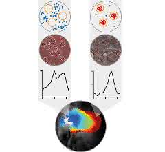 Veränderung des optoakustischen Signals phototropher Bakterien durch Aufnahme von Makrophagen (außen blau, in den Makrophagen rot) schematisch (oben), mikroskopisch (2. Reihe) und via MSOT (unten).