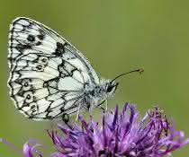 Schmetterling