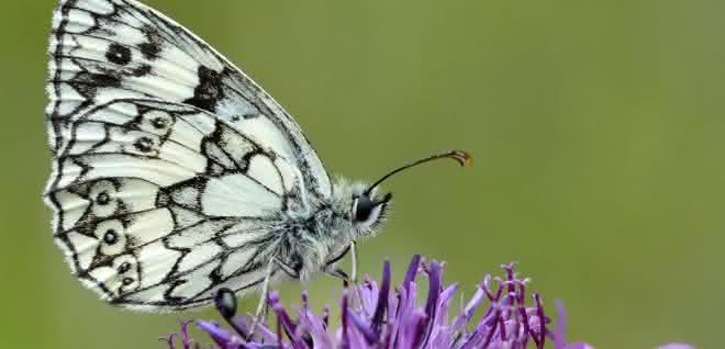 Schmetterlinge, wie der Schachbrettfalter (Melanargia galathea), sollen großflächig in Nordrhein-Westfalen untersucht werden. Schmetterling