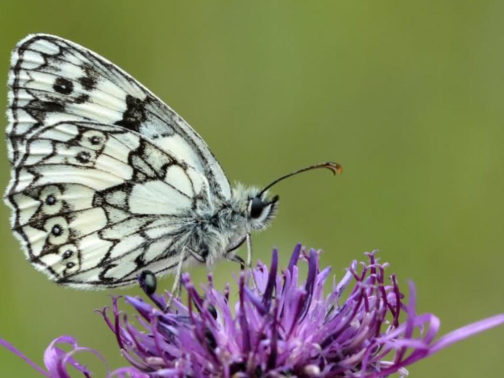 Schmetterling