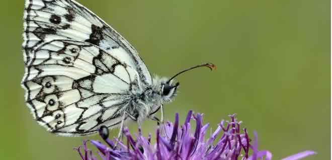Schmetterling