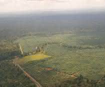 Tabin-Kulamba Gebiet in Sabah, Borneo Tabin-Kulamba Gebiet in Sabah, Borneo