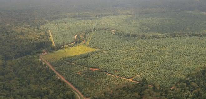 Tabin-Kulamba Gebiet in Sabah, Borneo Tabin-Kulamba Gebiet in Sabah, Borneo