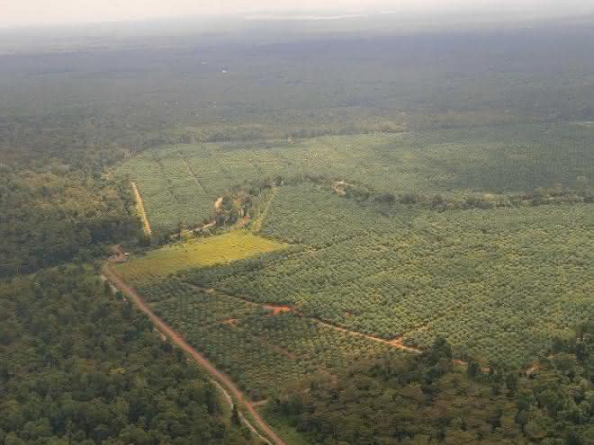 Tabin-Kulamba Gebiet in Sabah, Borneo Tabin-Kulamba Gebiet in Sabah, Borneo