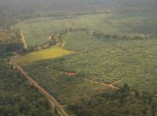 Tabin-Kulamba Gebiet in Sabah, Borneo