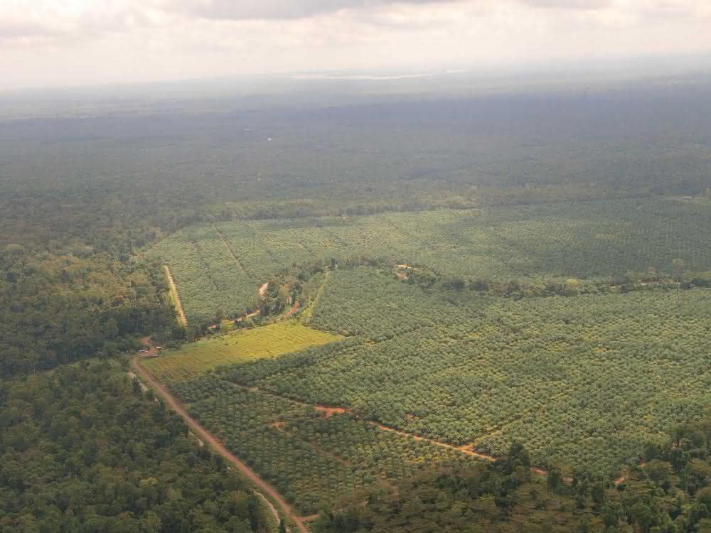 Tabin-Kulamba Gebiet in Sabah, Borneo