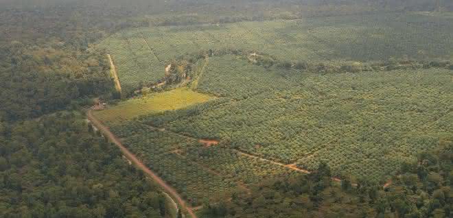 Tabin-Kulamba Gebiet in Sabah, Borneo Tabin-Kulamba Gebiet in Sabah, Borneo