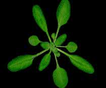 Standardmodell für die pflanzliche Zellbiologie und Genetik: die Ackerschmalwand (Arabidopsis thaliana) Ackerschmalwand (Arabidopsis thaliana)