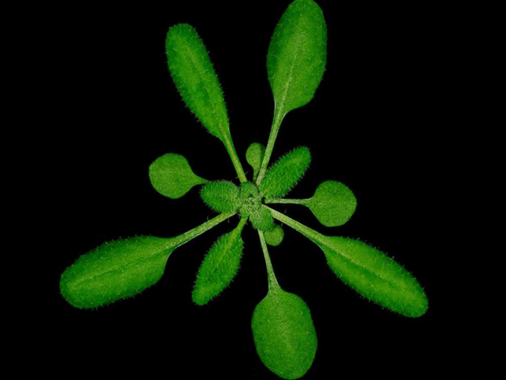 Ackerschmalwand (Arabidopsis thaliana)