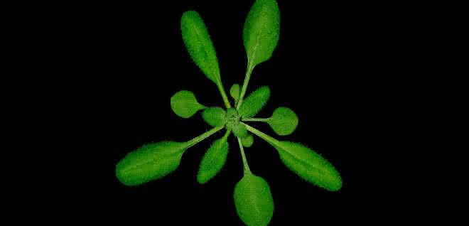 Ackerschmalwand (Arabidopsis thaliana)