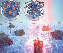 Forscher haben ein Hydrogel entwickelt, dessen Steifigkeit und Durchlässigkeit für Zellen mit Licht kontrollierbar ist. Grafik Zellen im Hydrogel