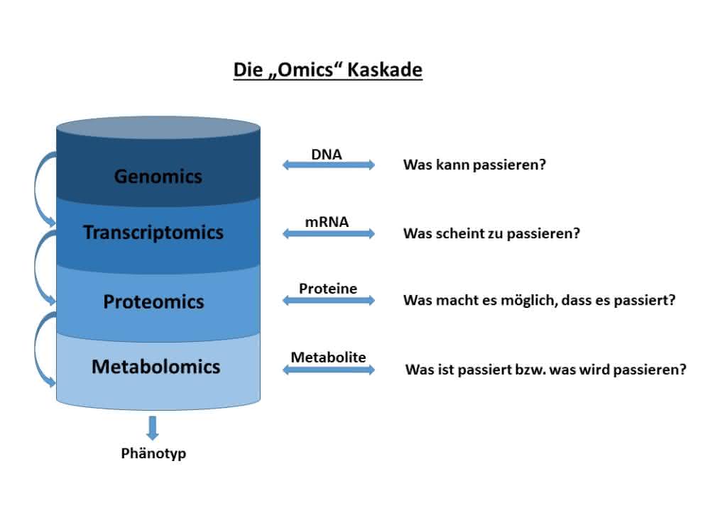 Bild 1: „omics“-Kaskade, beginnend mit Genomics (Messung aller Gene), Transcriptomics (Messung der mRNA-Sequenzen), Proteomics (Detektion aller Proteine) sowie Metabolomics (Messung aller Stoffwechselprodukte). Bild 1: „omics“-Kaskade, beginnend mit Genomics (Messung aller Gene), Transcriptomics (Messung der mRNA-Sequenzen), Proteomics (Detektion aller Proteine) sowie Metabolomics (Messung aller Stoffwechselprodukte).