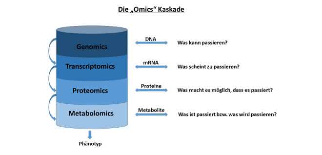 Bild 1: „omics“-Kaskade, beginnend mit Genomics (Messung aller Gene), Transcriptomics (Messung der mRNA-Sequenzen), Proteomics (Detektion aller Proteine) sowie Metabolomics (Messung aller Stoffwechselprodukte). Bild 1: „omics“-Kaskade, beginnend mit Genomics (Messung aller Gene), Transcriptomics (Messung der mRNA-Sequenzen), Proteomics (Detektion aller Proteine) sowie Metabolomics (Messung aller Stoffwechselprodukte).