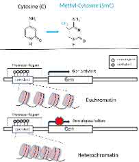 Bild 1: Strukturformel von Cytosin (C) und 5-methyl-Cytosin (5mC). Finden sich in CG-reichen Regionen (wie z. B. in CpG Islands) von Genpromotor-Regionen vorwiegend mC-Reste, so ist dies mit einer Kondensierung des Chromatins verbunden.