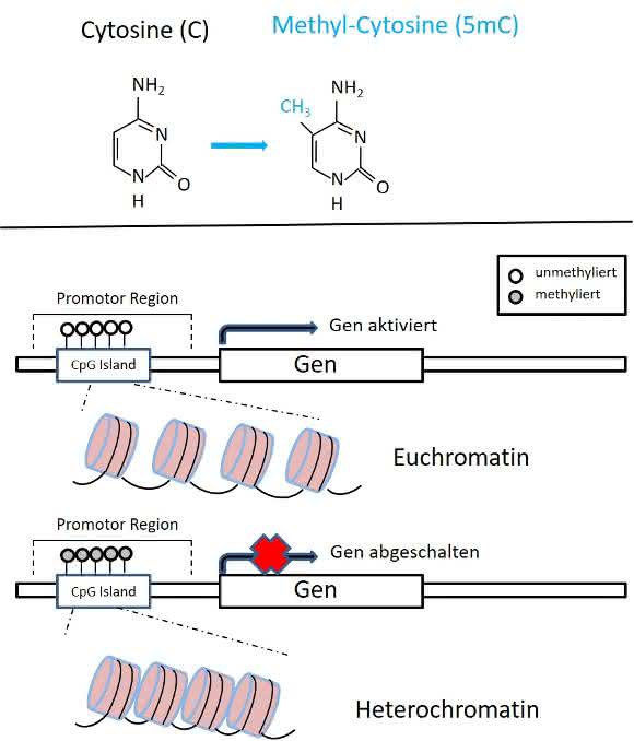 Bild 1: Strukturformel von Cytosin (C) und 5-methyl-Cytosin (5mC). Finden sich in CG-reichen Regionen (wie z. B. in CpG Islands) von Genpromotor-Regionen vorwiegend mC-Reste, so ist dies mit einer Kondensierung des Chromatins verbunden.