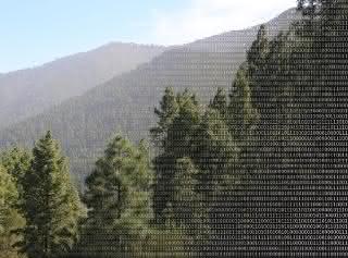 Big Data spielt auch bei der Erforschung von Biodiversität eine immer größere Rolle. Göttinger Forscher zeigen nun wie dieses Potential besser genutzt werden kann. Wald und binäre Zahlen