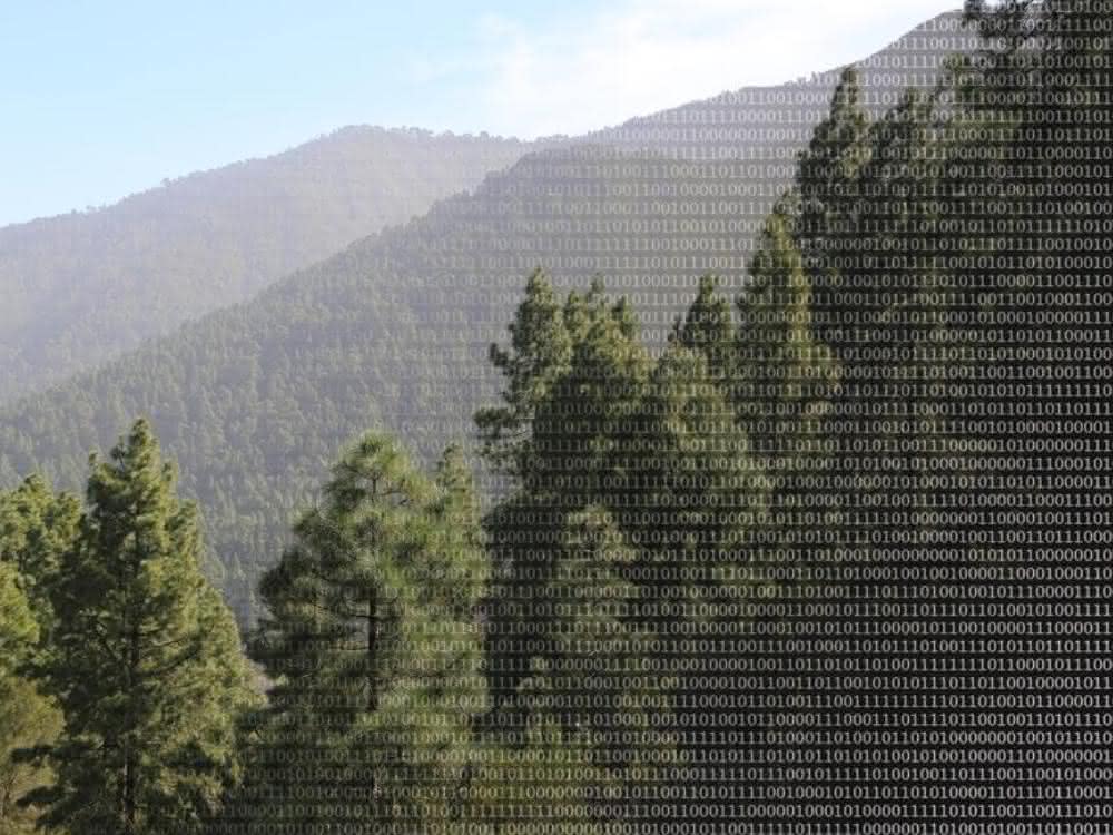 Big Data spielt auch bei der Erforschung von Biodiversität eine immer größere Rolle. Göttinger Forscher zeigen nun wie dieses Potential besser genutzt werden kann. Wald und binäre Zahlen