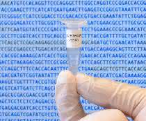 Das Genom von Caulobacter ethensis-2.0 in einem Mikrogefäß.