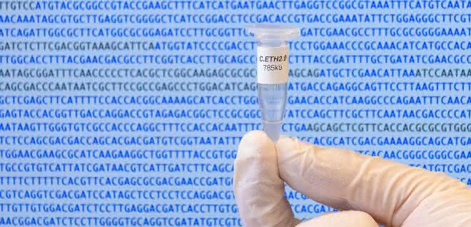 Das Genom von Caulobacter ethensis-2.0 in einem Mikrogefäß.