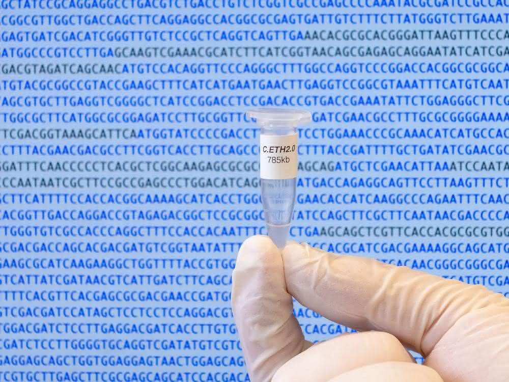 Das Genom von Caulobacter ethensis-2.0 in einem Mikrogefäß.