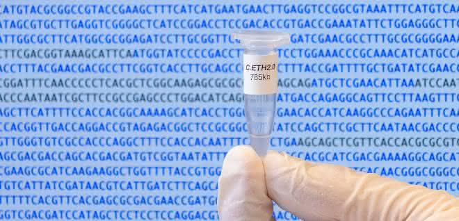 Das Genom von Caulobacter ethensis-2.0 in einem Mikrogefäß.