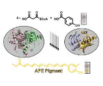 Biosynthese der in Bakterien sehr weit verbreiteten gelben Arylpolyen-Schutzpigmente aus einfachen Vorstufen.