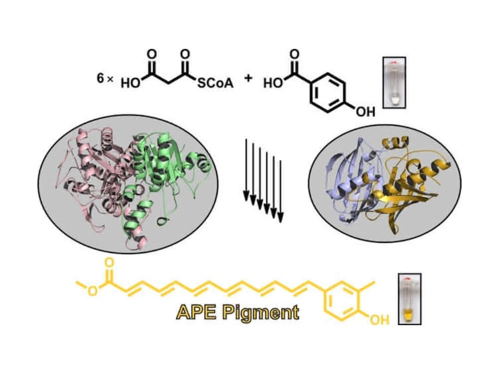 Biosynthese der in Bakterien sehr weit verbreiteten gelben Arylpolyen-Schutzpigmente aus einfachen Vorstufen. Biosynthese der in Bakterien sehr weit verbreiteten gelben Arylpolyen-Schutzpigmente aus einfachen Vorstufen.