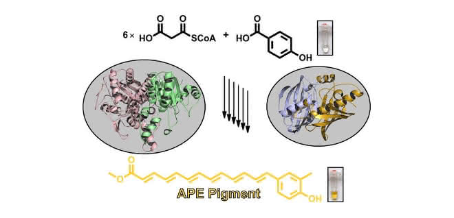 Biosynthese der in Bakterien sehr weit verbreiteten gelben Arylpolyen-Schutzpigmente aus einfachen Vorstufen.