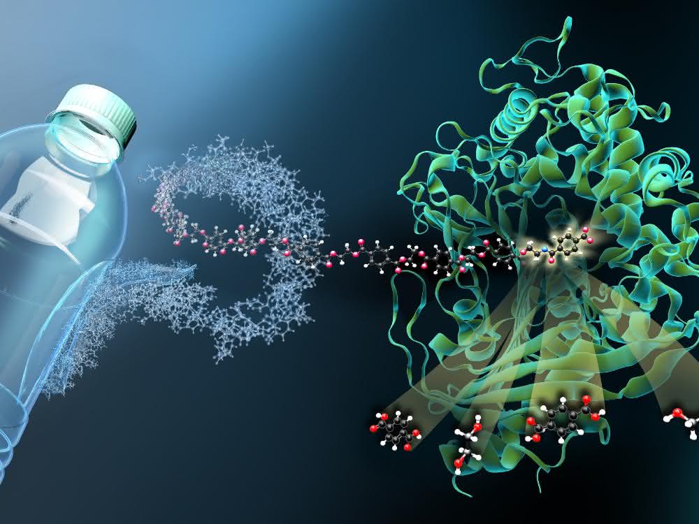 Das Enzym MHETase ist ein riesiges komplex gefaltetes Molekül. MHET-Moleküle aus PET-Kunststoff docken an einer aktiven Stelle im Inneren der MHETase an und werden dort aufgespalten.