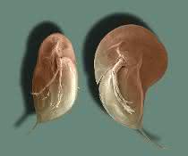 Typische Körperform des Wasserflohs Daphnia longicephala: li. ohne, re. mit Verteidigungsstrukturen. Typische Körperform des Wasserflohs Daphnia longicephala: li. ohne, re. mit Verteidigungsstrukturen.
