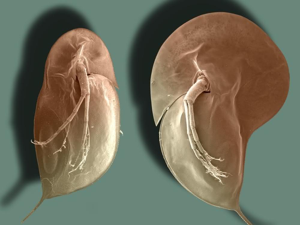 Typische Körperform des Wasserflohs Daphnia longicephala: li. ohne, re. mit Verteidigungsstrukturen.