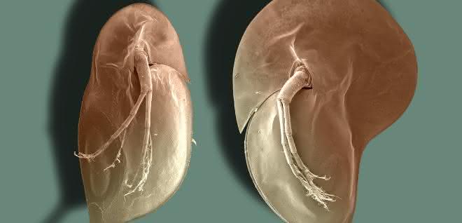 Typische Körperform des Wasserflohs Daphnia longicephala: li. ohne, re. mit Verteidigungsstrukturen.
