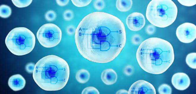Grafik: zwei Rechnerkerne aus biologischen Materialien in menschlichen Zellen