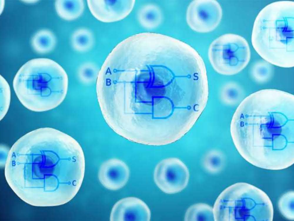 Grafik: zwei Rechnerkerne aus biologischen Materialien in menschlichen Zellen