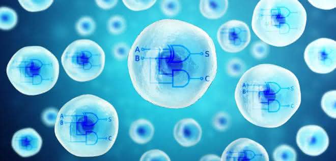 Grafik: zwei Rechnerkerne aus biologischen Materialien in menschlichen Zellen