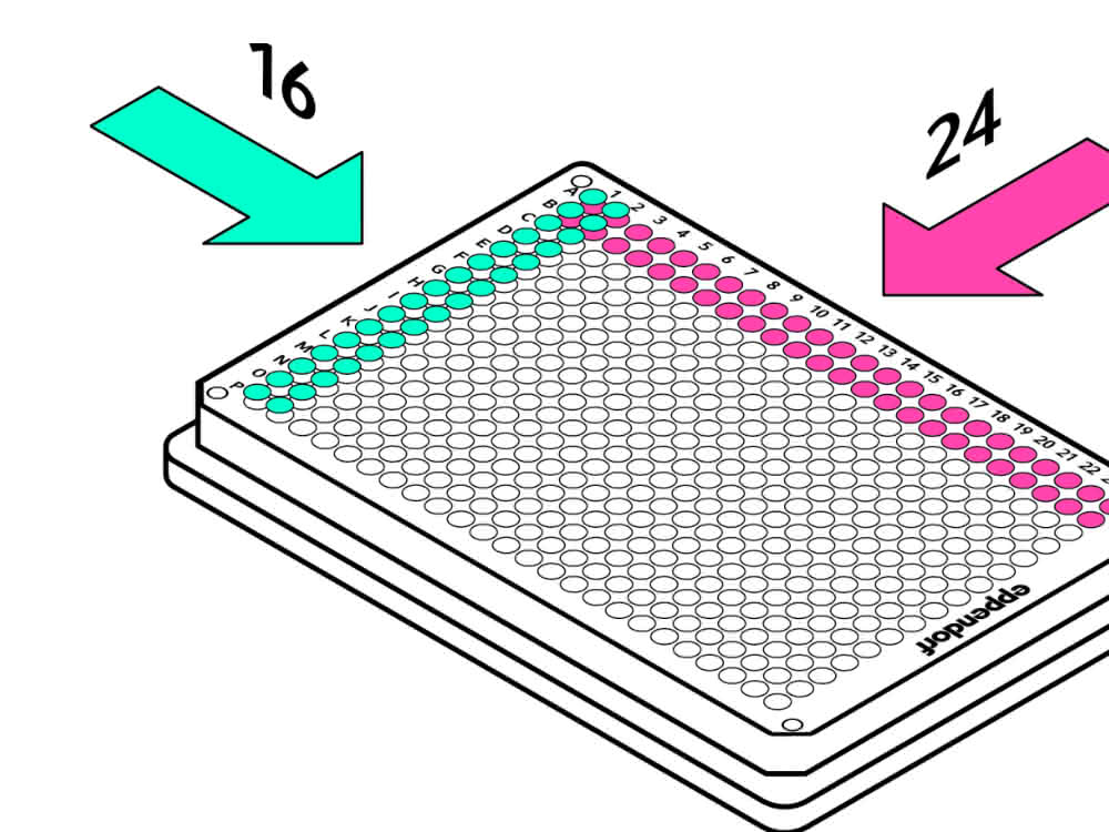 Bild 2: Ganze Reihen (24 Kanäle) oder Spalten (16 Kanäle) in einem Schritt pipettieren. Bild 2: Ganze Reihen (24 Kanäle) oder Spalten (16 Kanäle) in einem Schritt pipettieren.
