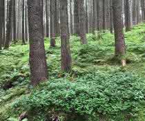 Wald
