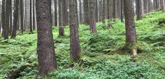 Wald