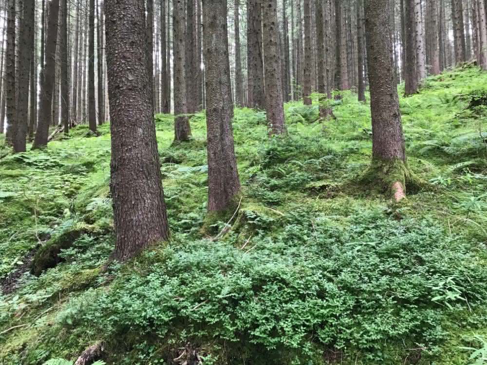 Wald