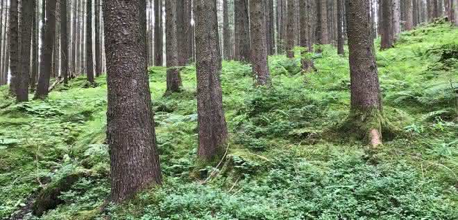 Für den Artenschutz reicht es nicht einfach nur genügend Naturschutzgebiete und Nationalparks auszuweisen. Wald